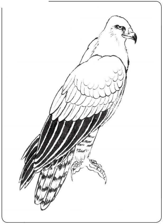 国画初学者入门步骤鸟禽,国画各种鸟类画法大全