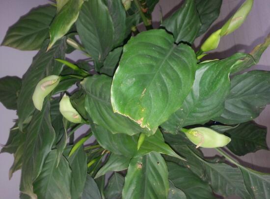 万年青烂根最好的处理方法,万年青根腐烂黄叶是什么原因