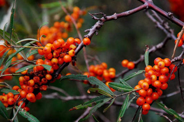 沙棘籽油的功效与作用喝法,沙棘籽油的功效与作用有哪些