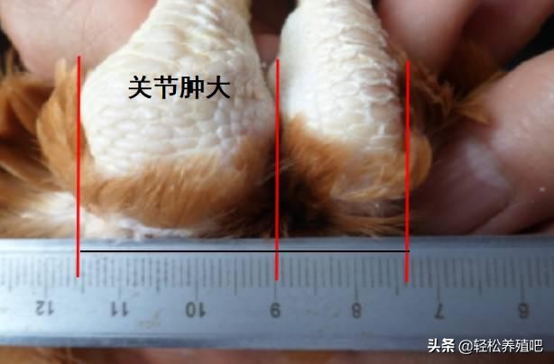 鸡瘫痪站不起来用什么药治疗,鸡拉稀站立不稳怎么治