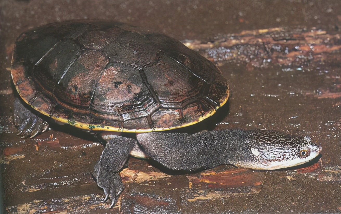 龟类纪录片,龟类图片