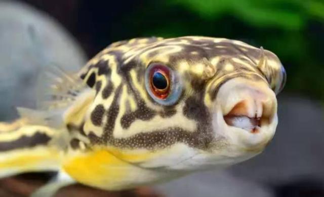 鱼饲料是给懒人用的，还原活食的老三样，回归观赏鱼的自然食谱