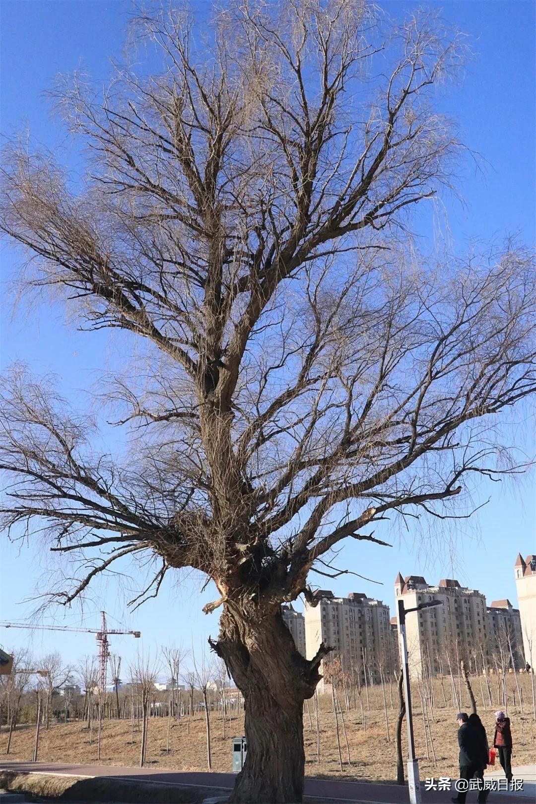 嘘！听说武威有棵树，四个人都抱不住