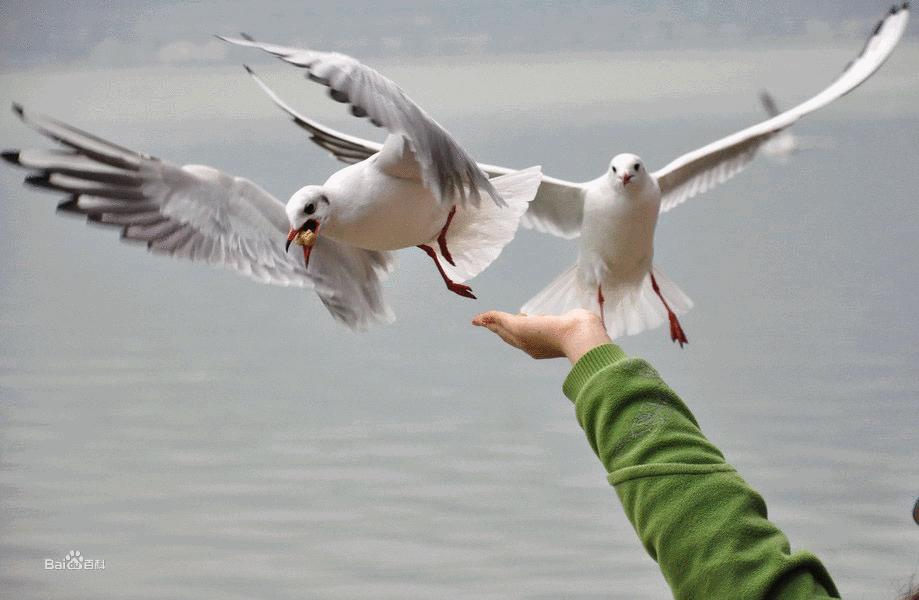 重庆火炉第一名,重庆是火炉城市么