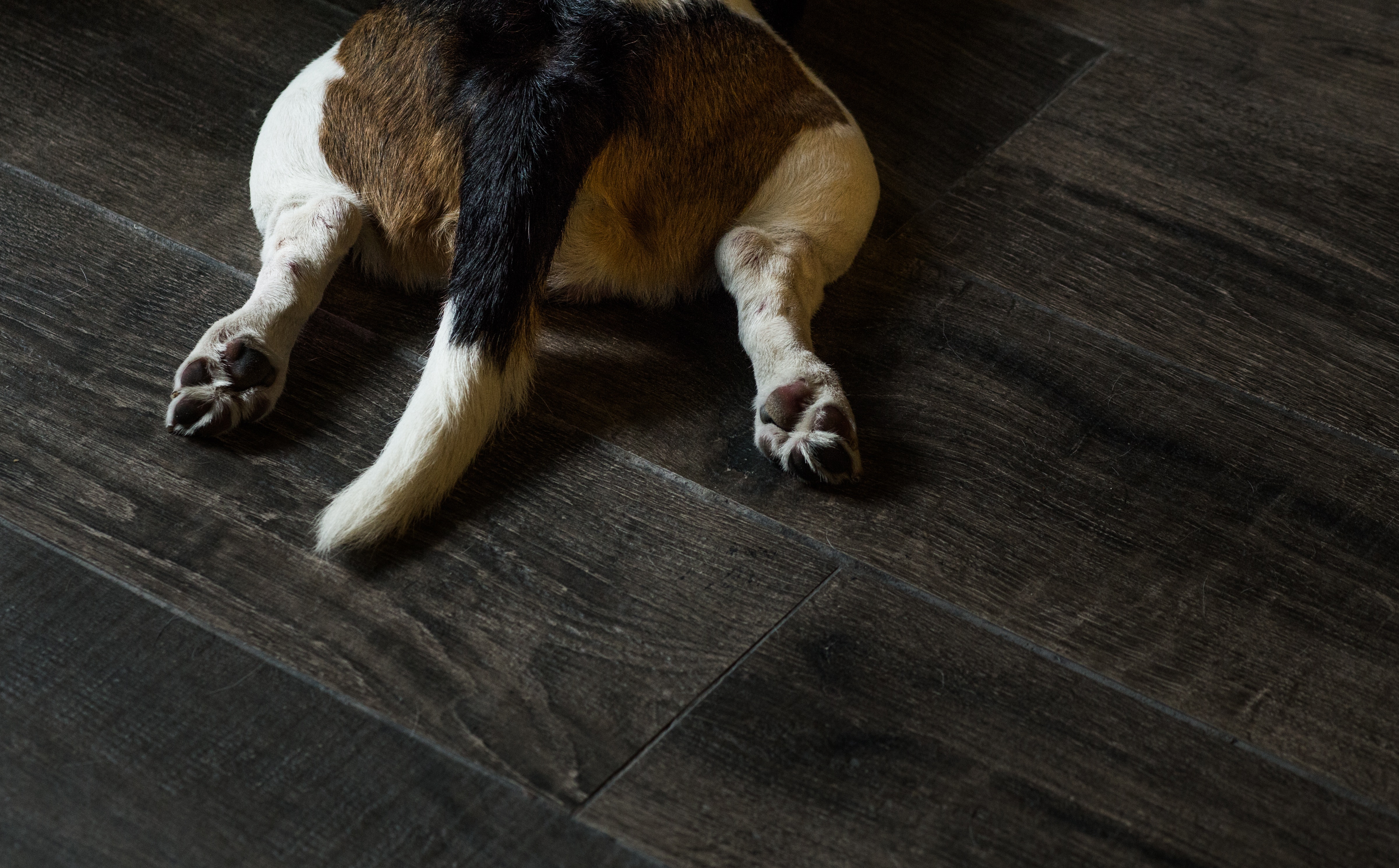 狗狗哪几个部位会散发异味,狗狗臭的解决方法