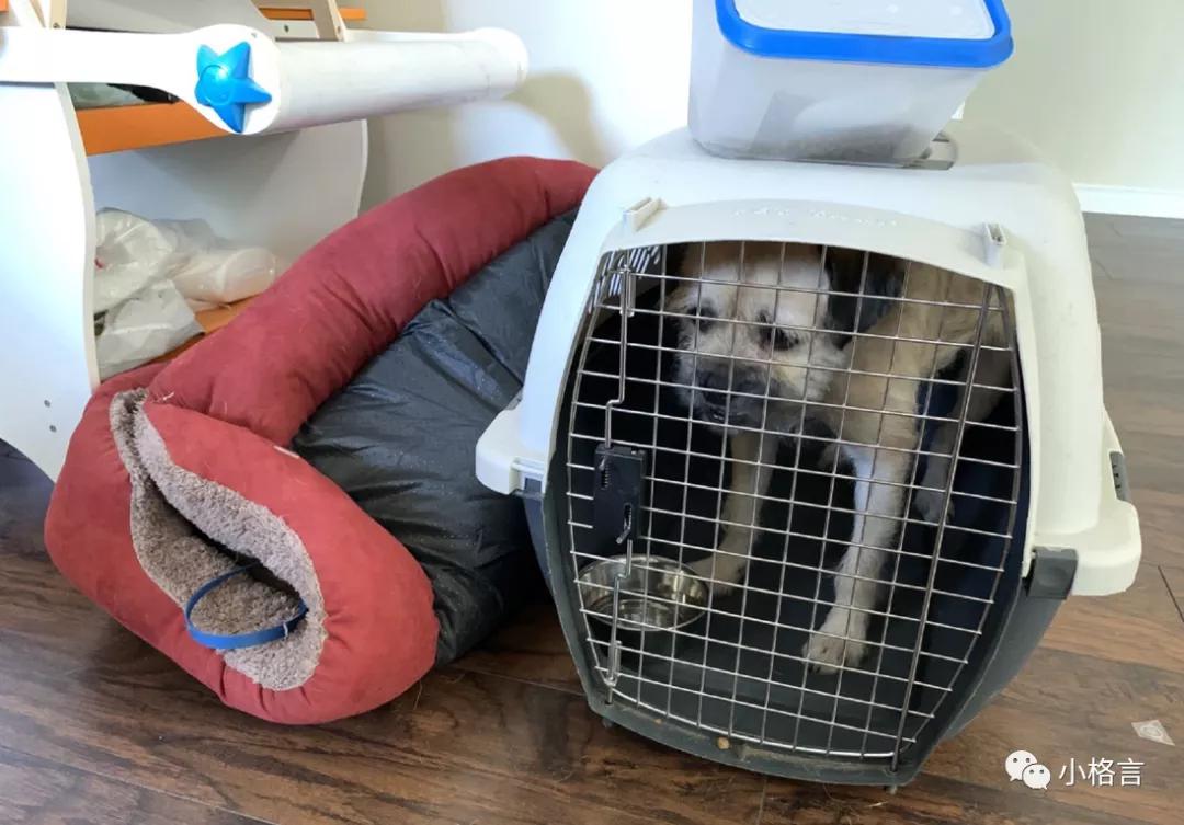 加拿大留学入境海关流程,加拿大携带物品怎么海关报备