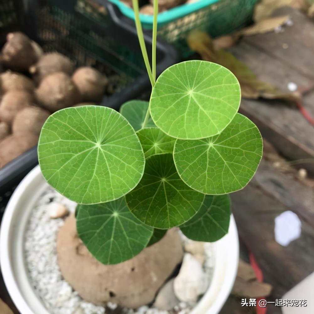 绿萝和山乌龟,山乌龟和绿萝