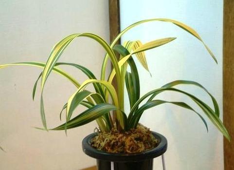 最名贵十种兰花品名及价格图片,十大名贵兰花有哪些品种