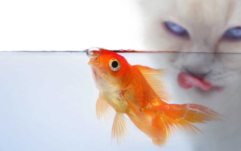 新手养金鱼好养吗视频,新手养金鱼从鱼苗养起吗