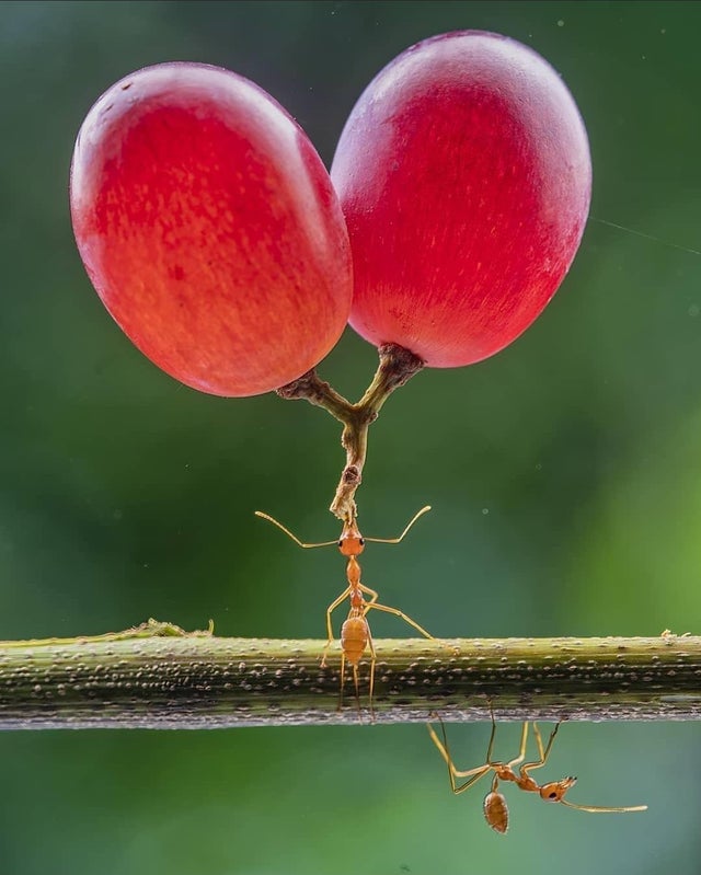 31张活久见的有趣图片,鳄鱼电鳗同归于尽渔翁得利