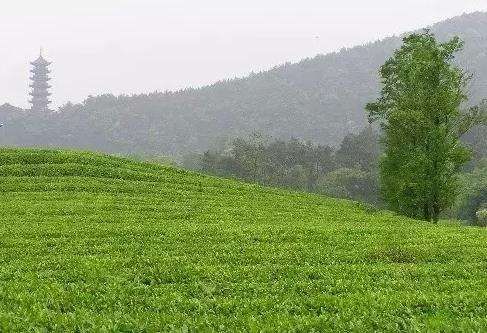 浙江10大顶尖名茶,湖州四大名茶