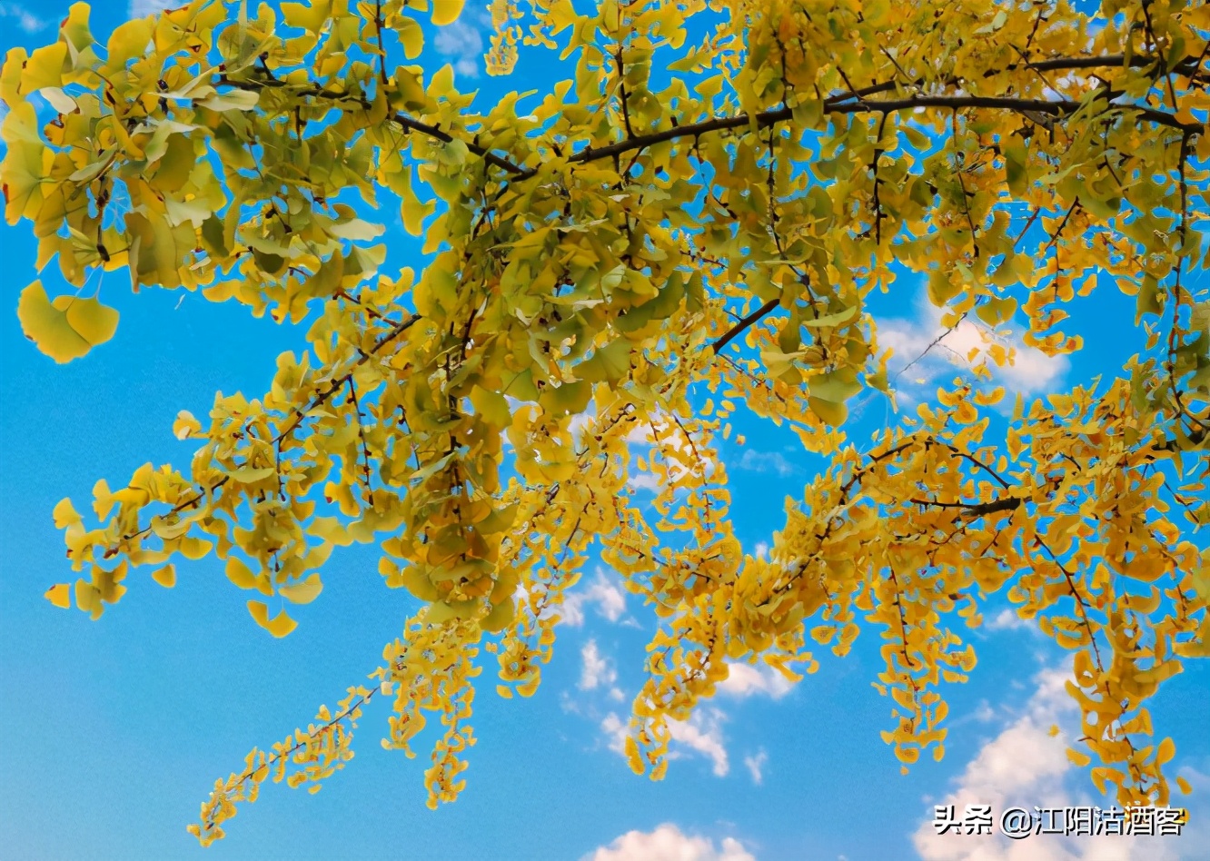 泸州城中公孙树，金装上阵为江阳，不应该错过的酒城冬季美景