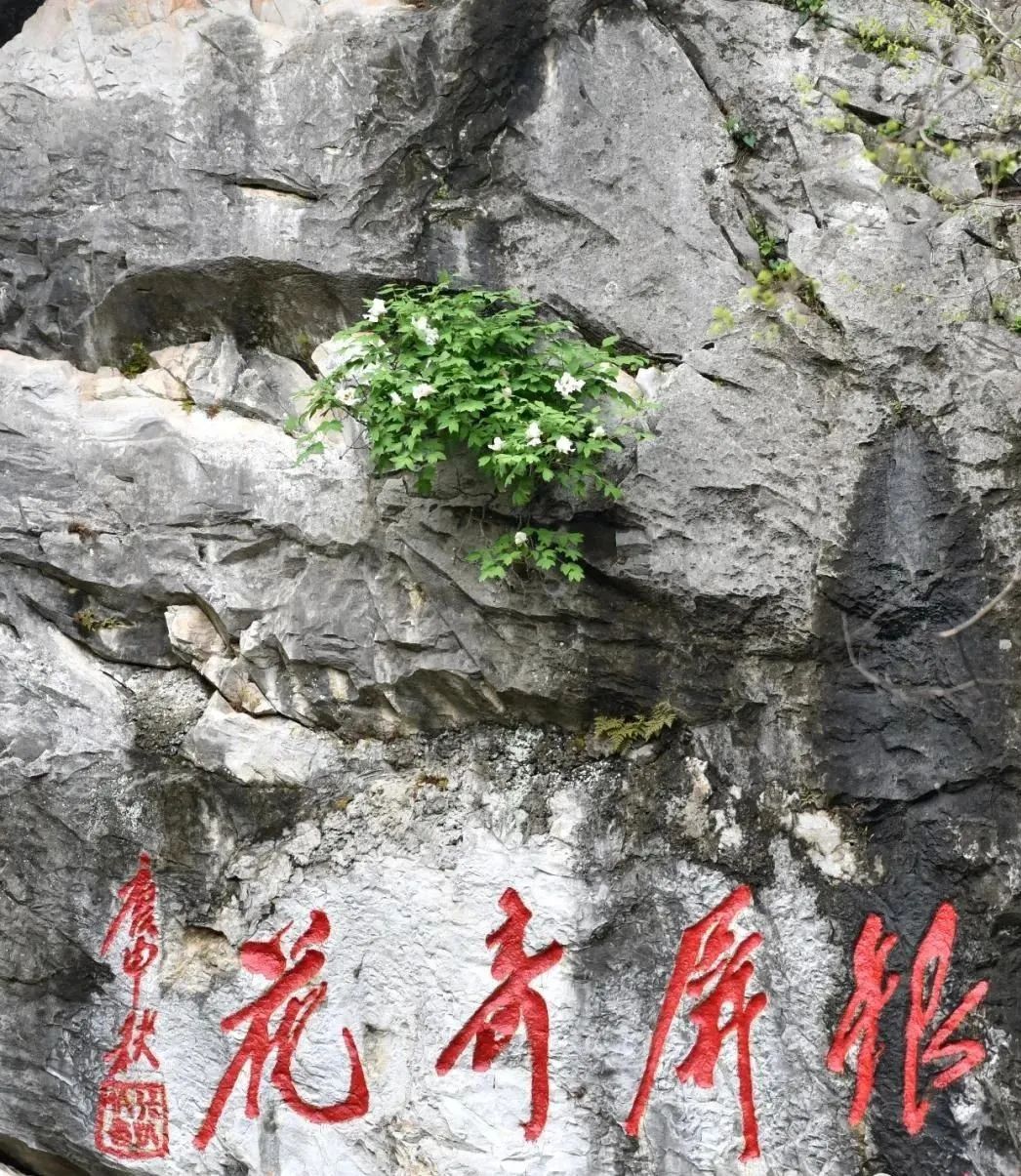 仙人洞风景区,仙人洞龙虎泉