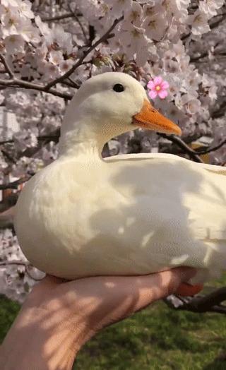 那些年舍友养过的奇葩宠物,你们身边的人都养什么奇怪的宠物