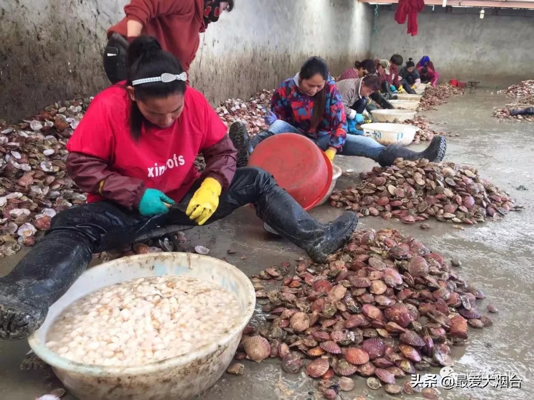 烟台扇贝养殖临时工人,烟台养殖扇贝多少利润