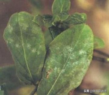 金银花病害及防治,金银花枝枯病的有效防治方法