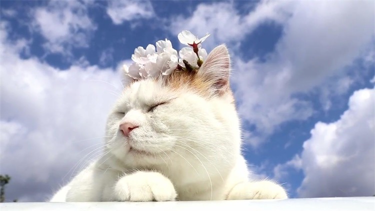 自己给猫洗澡的省钱妙招,用醋给猫洗澡的作用