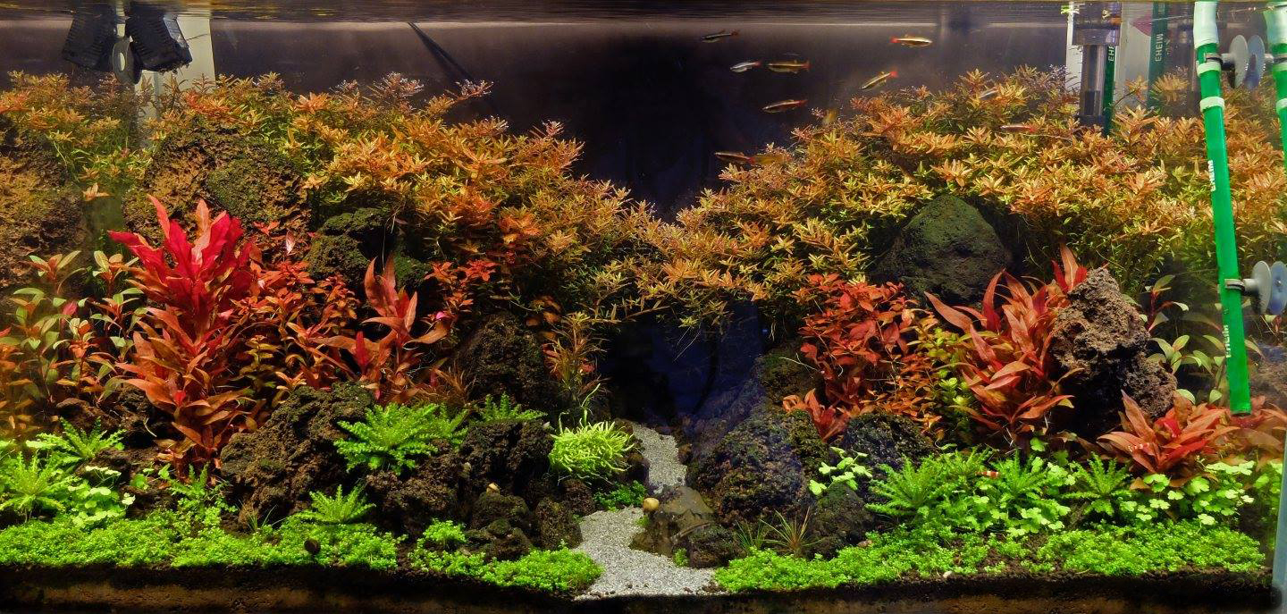 怎么让鱼缸大量爆绿藻而不是褐藻,鱼缸褐藻彻底清除的有效方法