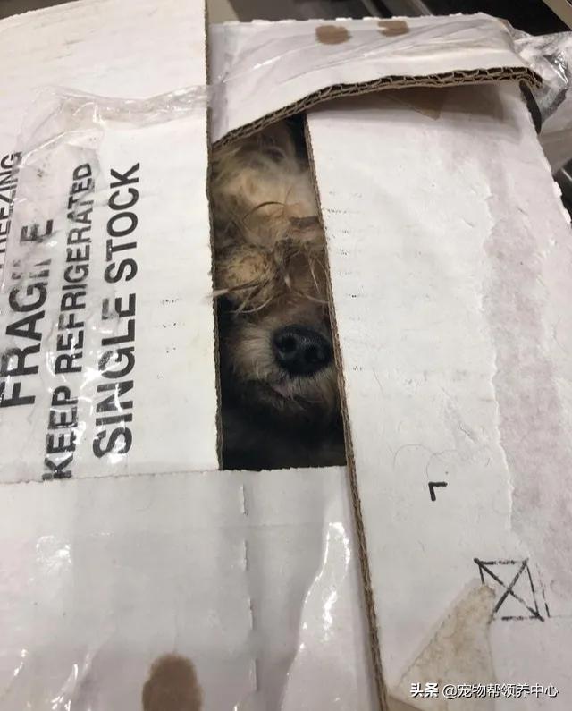 约克夏邋遢吗,约克夏脏兮兮