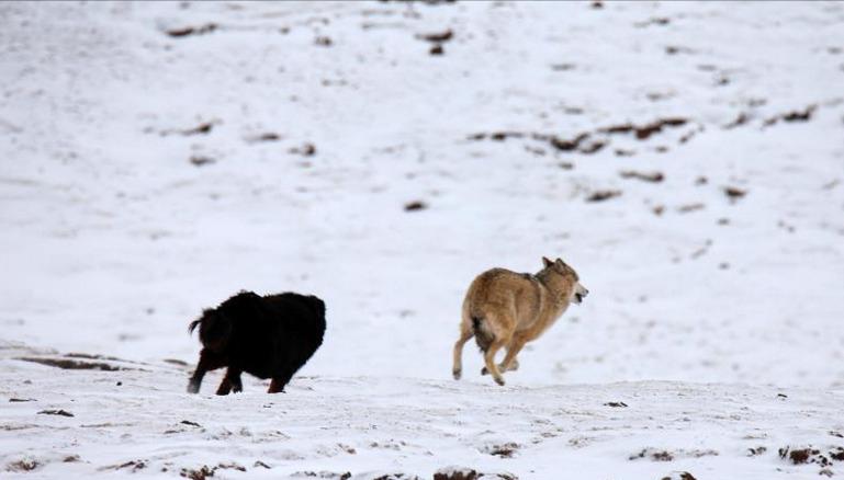 藏獒炒作事件,藏獒炒作之路