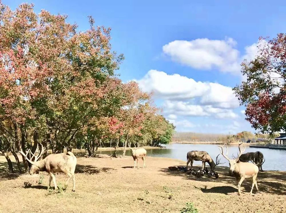 天蓝水清，云淡风轻，悠游盐城——绿地康养乐养通会员旅居盐城