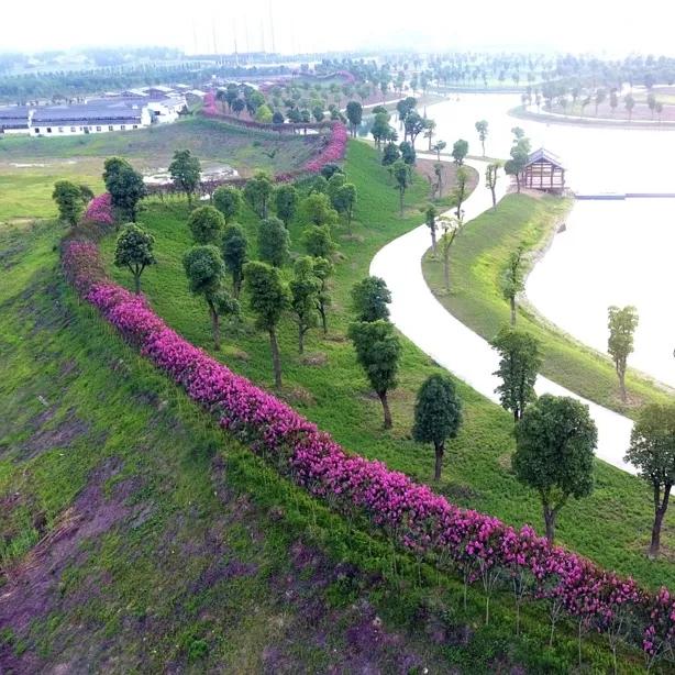 引爆旅游市场！奥体旁将打造蚌埠不夜城！新添古树苑文旅中心