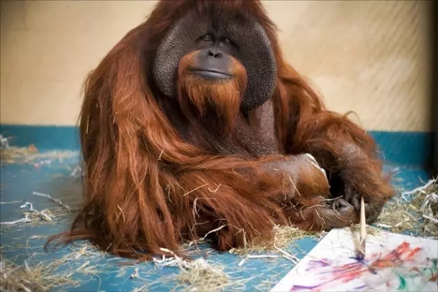 一只上过大学的猩猩试图成为人类,但现实给了它一记重锤