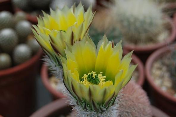 仙人掌100种图片大全,仙人掌开花的美图