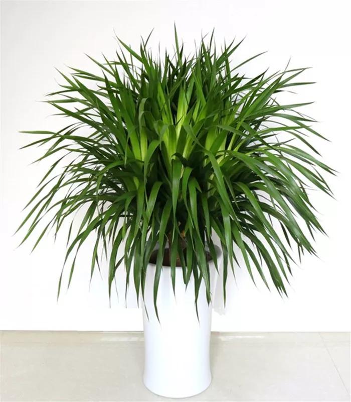 防蚊虫的花草绿植适合在院子种植,杀菌抗菌抑菌的15种花卉绿植