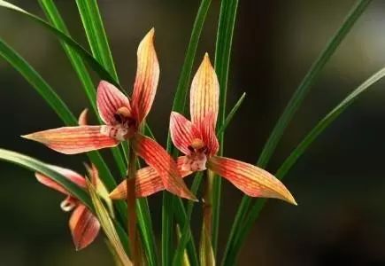 兰花常见病虫害的防治与分享,兰花的病虫害怎么处理最好