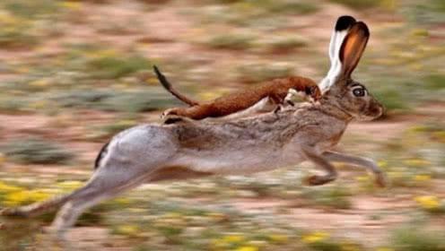 黄鼠狼为什么叫做黄大仙科学原理,老祖宗为什么说黄鼠狼不能抓