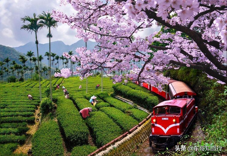 去台湾为什么要走三亚,去台湾看阿里山