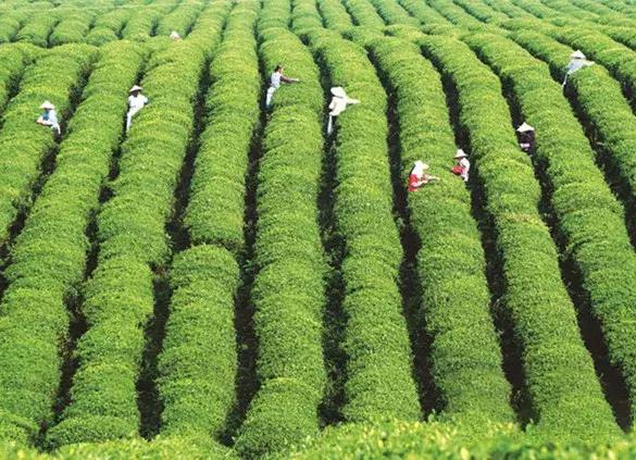 贵州绿色农产品何以风行天下?从毕节一颗萝卜出口迪拜的跨国之旅说起~