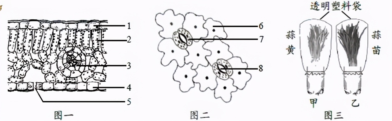 人教版七年级生物植物的呼吸作用,生物光合作用与呼吸作用的综合题