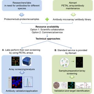西北大*联学**合上交大开发超高通量抗体芯片并应用于规模化抗体制备