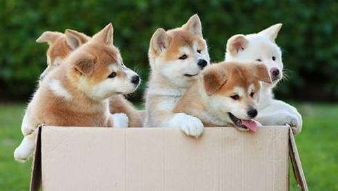 哪种狗粮适合秋田犬,秋田犬一天多少狗粮