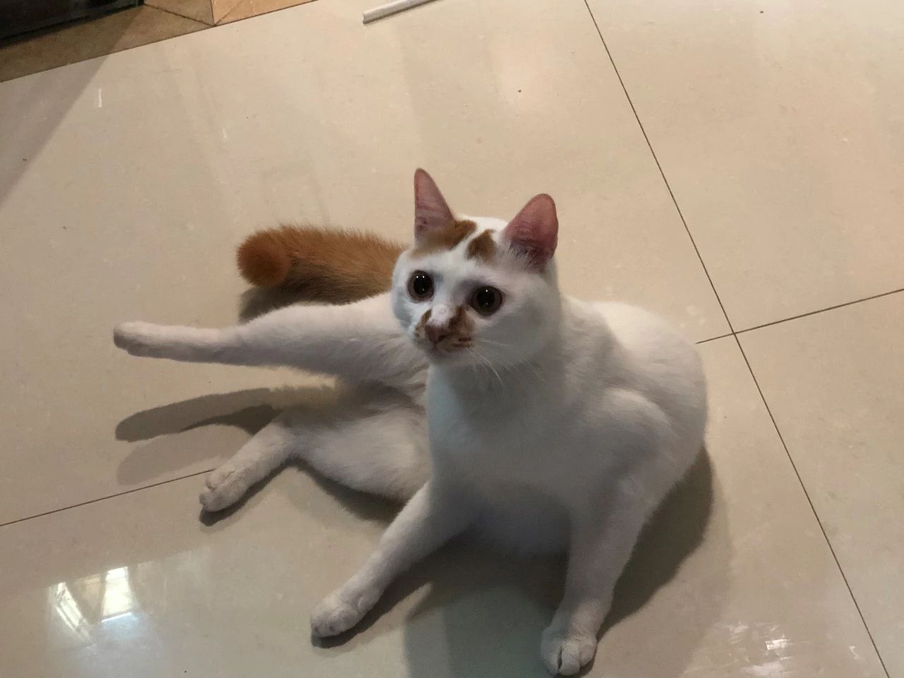 猫咪肛门腺有什么症状,猫咪肛门腺什么症状