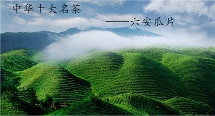 六安瓜片的特色,六安瓜片的特殊之处