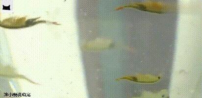 抱卵的虾死了卵能孵化吗,虾卵漂浮在水面还能孵化么