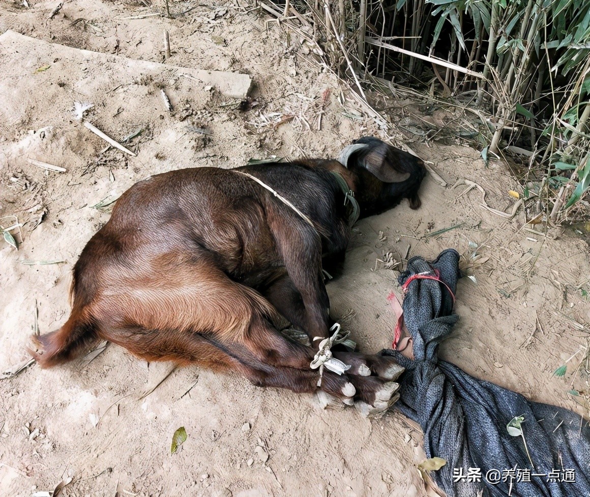 养羊创业代养模式,在农村养羊如何年入百万