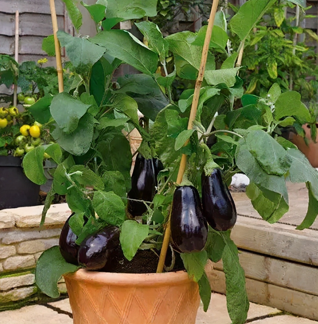 阳台盆栽茄子秧发黄枯萎怎么办 (茄子怎么盆栽)