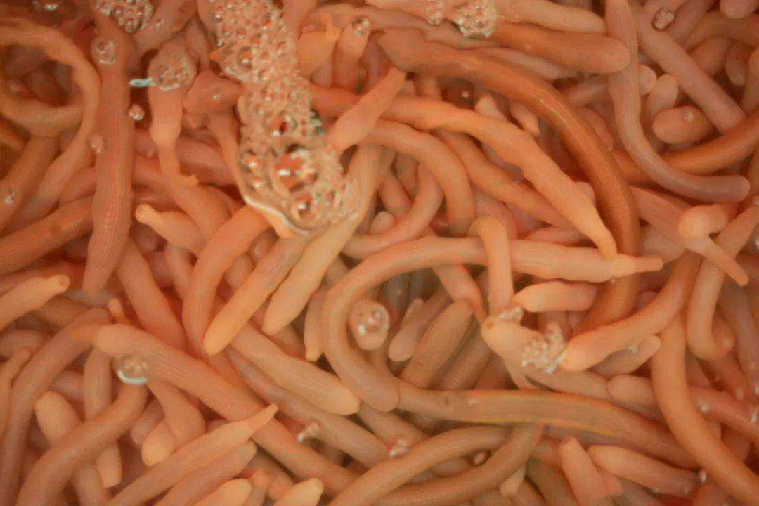 福建小吃有多难吃,福建黑暗小吃有哪些