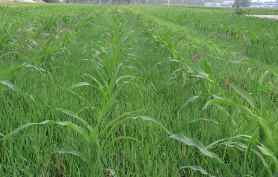 农业农村部小麦机收减损率,小麦机收减损技术