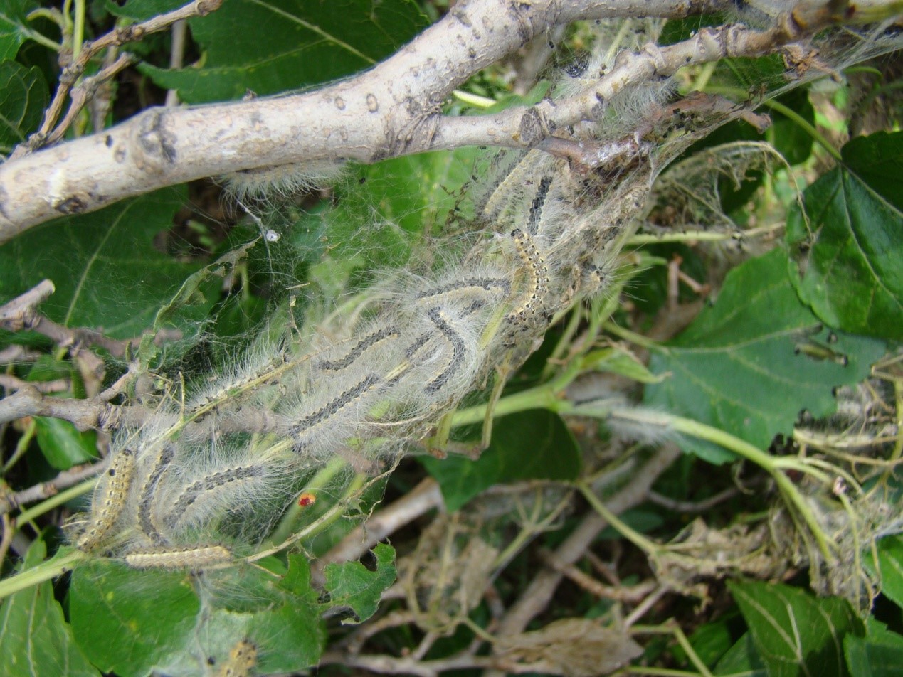 这个秋天碰到白色毛毛虫了吗？其实它们来自大洋彼岸