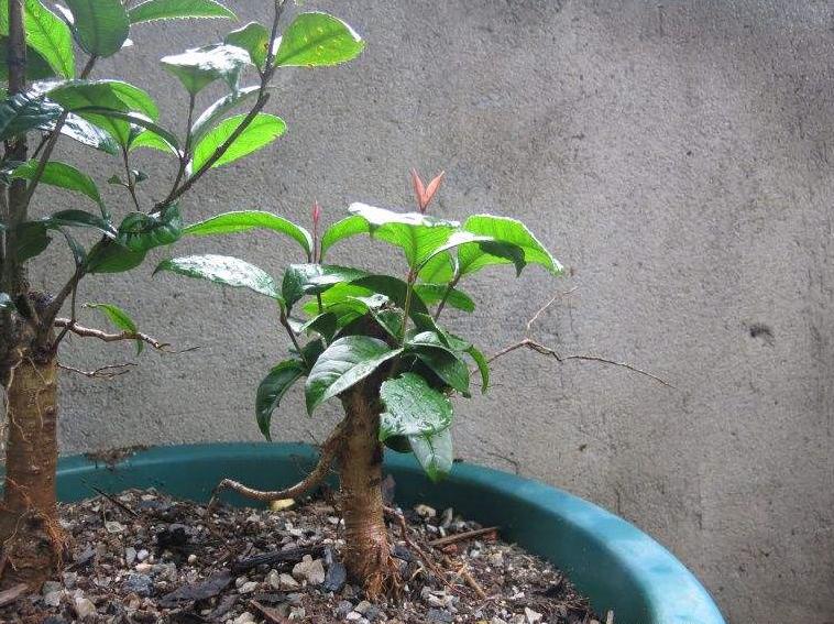 刚买的桂花叶子枯萎怎么挽救,如何挽救落叶的桂花