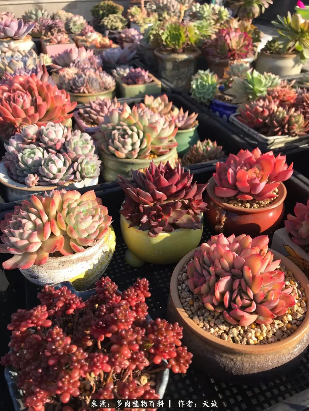 多肉从小养到大的过程,真爱的力量教程