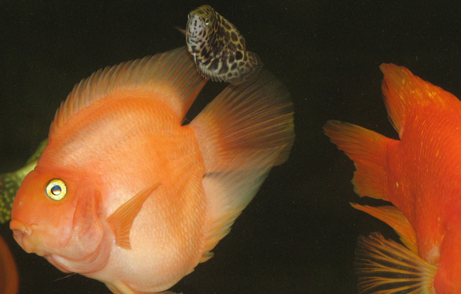 鹦鹉鱼为什么变白后不会变红了,鹦鹉鱼为什么养着养着变白了