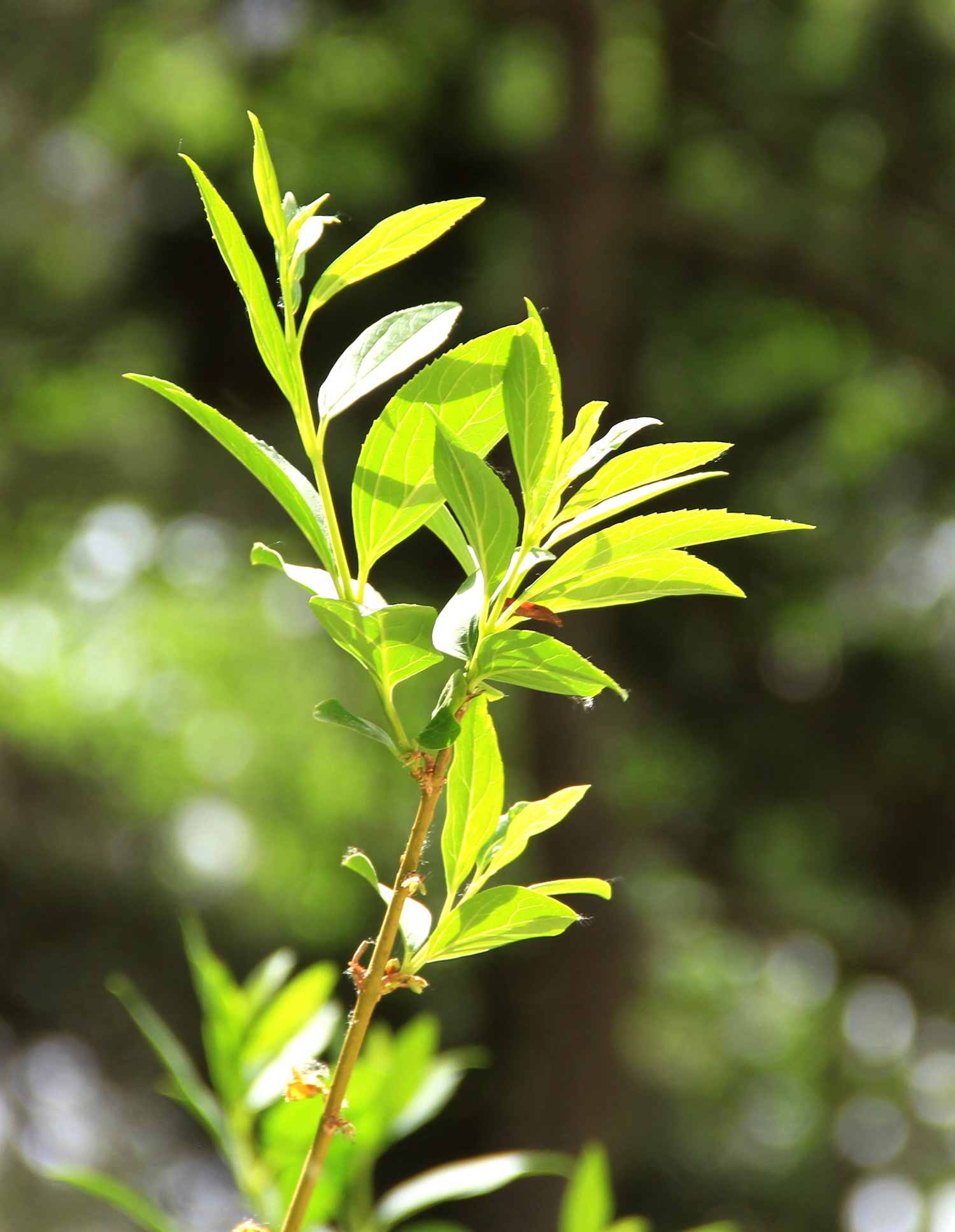 西山国家森林公园从哪进去省钱,西山国家森林公园遛娃线路