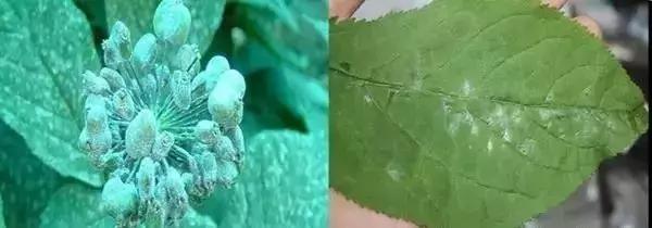 白芨病害及防治,白粉病用药防治