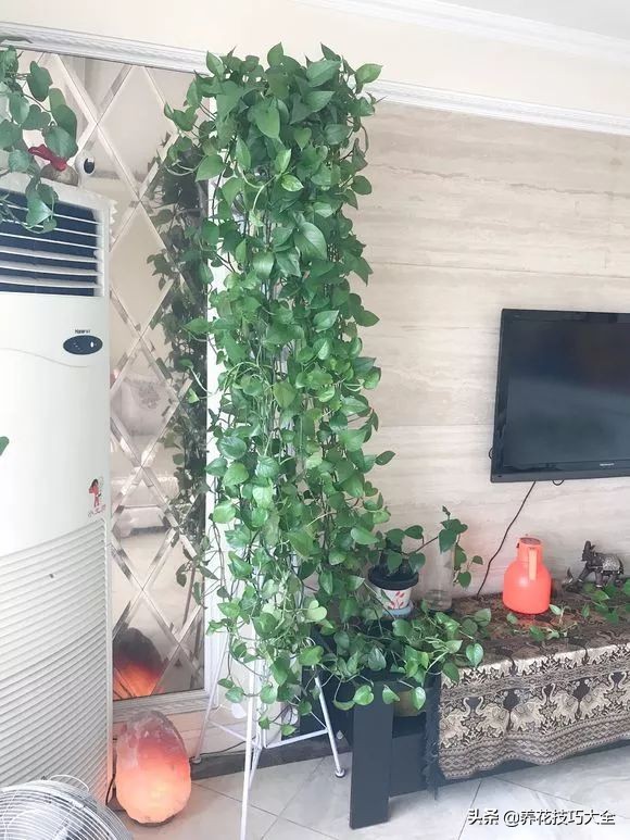 绿萝成灾的最佳方法,家里的绿萝也需要养护和管理